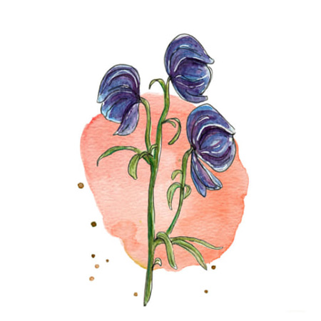 Аконит гомеопатия