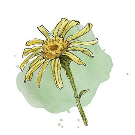 Арника гомеопатия