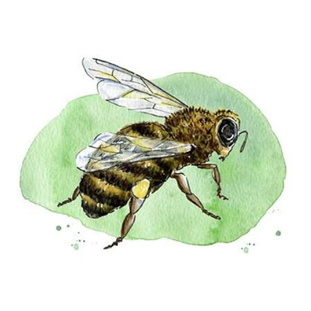 Апис гомеопатия