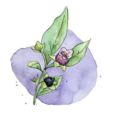 Белладонна гомеопатия