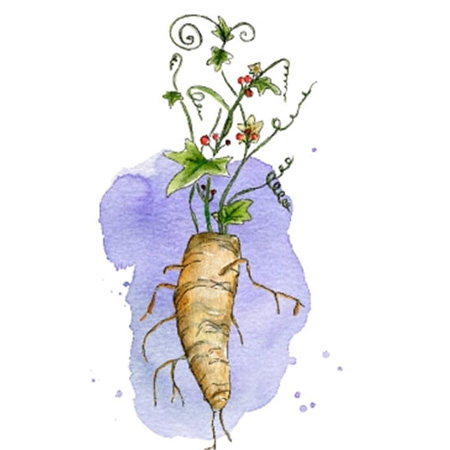 Бриония альба гомеопатия