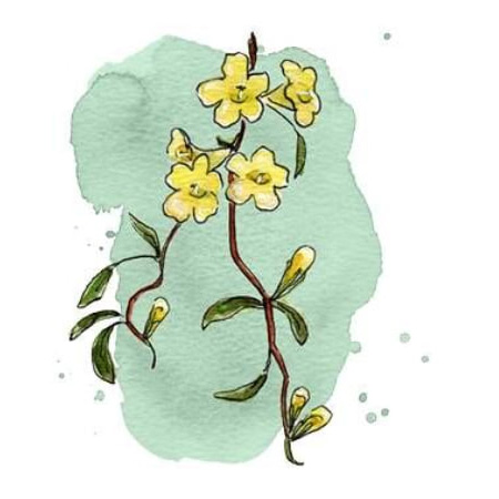 Гельземиум гомеопатия