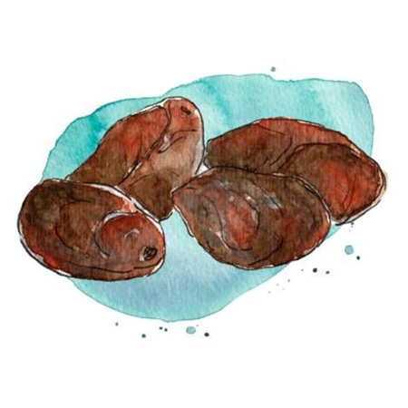 Игнация гомеопатия