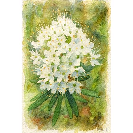 Ледум гомеопатия