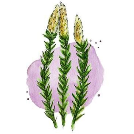 Ликоподиум гомеопатия