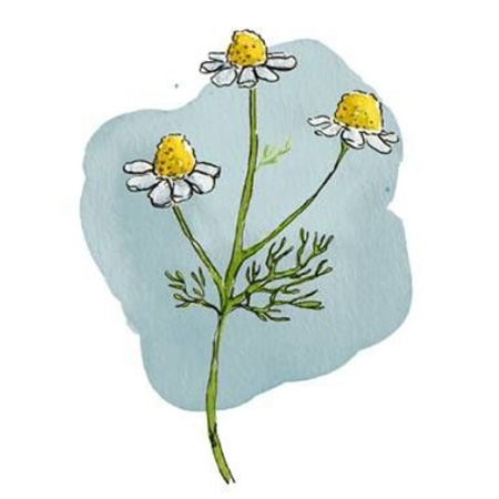 Хамомилла гомеопатия